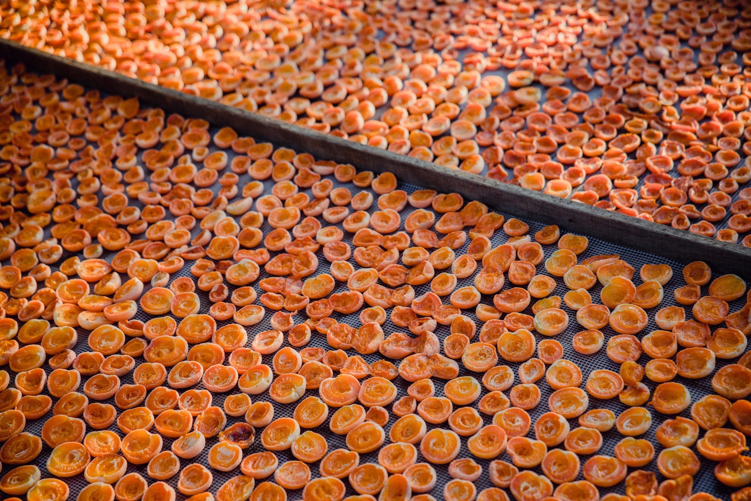Apricots drying on a stone rooftop in Hunza