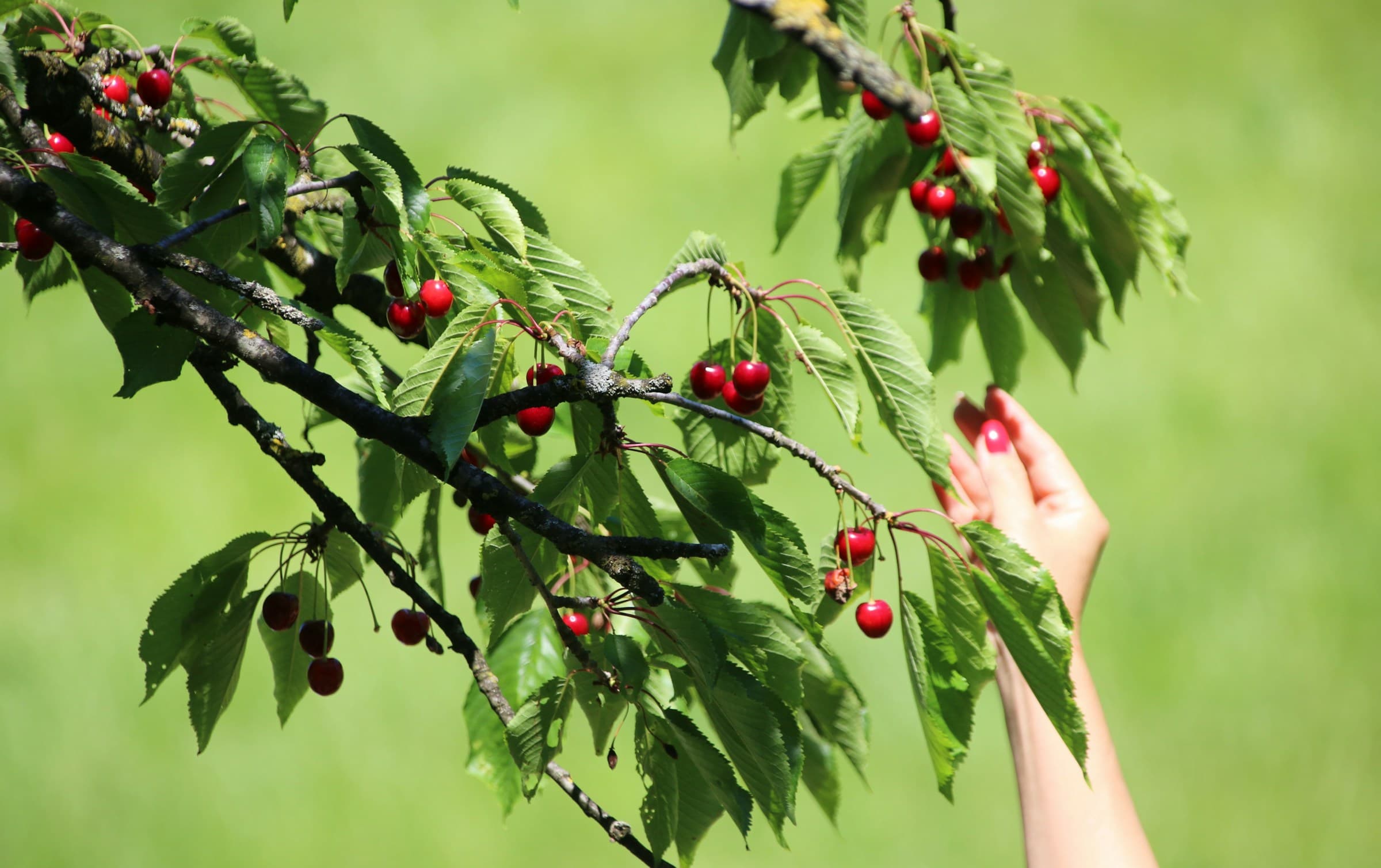 Reaching for cherries on the branch